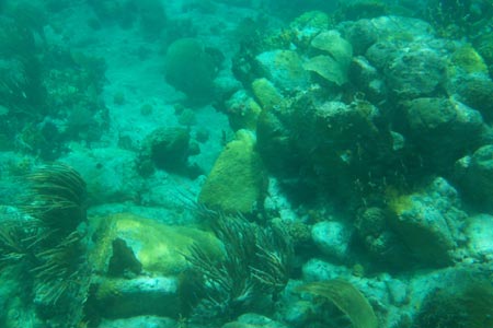 Coral from a reef off of St. Maarten